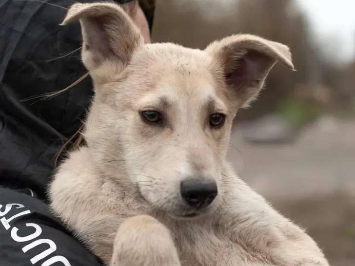 Disponible à l'adoption : chiot mâle de 8 mois
