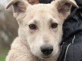 Disponible à l'adoption : chiot mâle de 8 mois