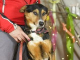 En attente d'un foyer : chienne de 2 ans
