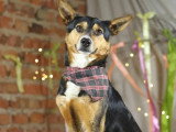 En attente d'un foyer : chienne de 2 ans