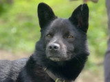 Adoption disponible : chien au pelage noir de 4 ans