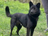 Adoption disponible : chien au pelage noir de 4 ans