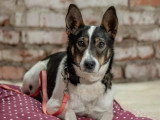 À la recherche d'une famille : chienne de 2 ans