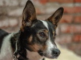 À la recherche d'une famille : chienne de 2 ans