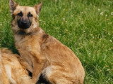 À adopter : chienne Berger au pelage fauve charbonné d'un an