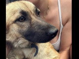 À adopter : chienne Berger au pelage fauve charbonné d'un an