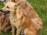 Prêt pour l'adoption : chien Berger au pelage fauve d'un an