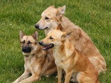 Prêt pour l'adoption : chien Berger au pelage fauve d'un an
