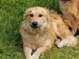 À accueillir : chien Berger au pelage fauve de 3 ans