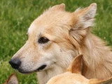 À accueillir : chien Berger au pelage fauve de 3 ans