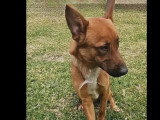 Chien au pelage fauve d'un an disponible à l'adoption