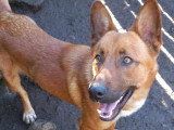 Chien au pelage fauve d'un an disponible à l'adoption