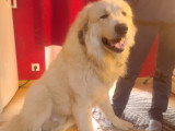Jeune Chien Montagne des Pyrénnées à vendre