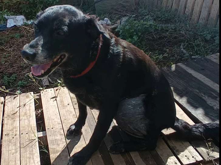 Chienne noire de 9 ans en quête d'un foyer