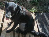 Chienne noire de 9 ans en quête d'un foyer
