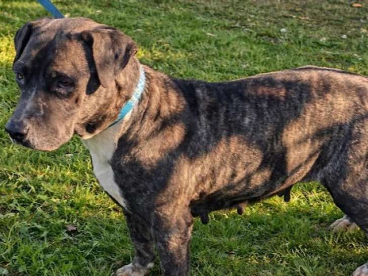 Chien au pelage bringé de 9 ans à adopter