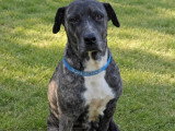 Chien au pelage bringé de 9 ans à adopter