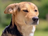 Chienne noir et feu de 2 ans à la recherche d'une famille