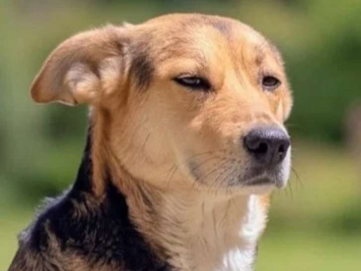 Chienne noir et feu de 2 ans à la recherche d'une famille