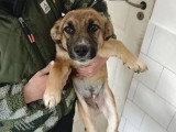 Chiot femelle de 5 mois en attente d'adoption