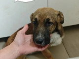 Chiot femelle de 5 mois en attente d'adoption