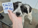 Chiot femelle de 3 mois prêt pour l'adoption