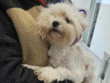 Chiot femelle de 6 mois en attente d'un foyer