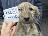 Chiot mâle de 3 mois disponible à l'adoption