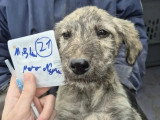 Chiot mâle de 3 mois disponible à l'adoption