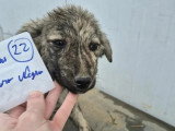 Chiot femelle de 3 mois prêt pour l'adoption