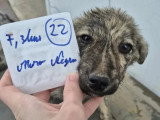 Chiot femelle de 3 mois prêt pour l'adoption