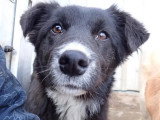 Chiot mâle de 8 mois à accueillir