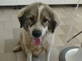 Chienne de 2 ans en attente d'adoption