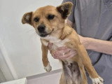 Chienne de 2 ans prête pour l'adoption