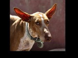 Chienne Podenco marron et blanc de 4 ans à la recherche d'une famille