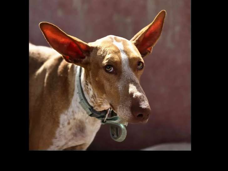 Chienne Podenco marron et blanc de 4 ans à la recherche d'une famille