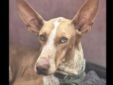 Chienne Podenco marron et blanc de 4 ans à la recherche d'une famille