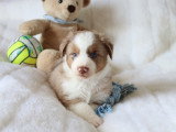 Chiots Berger Américain Miniature LOF à vendre