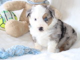 Chiots Berger Américain Miniature LOF à vendre