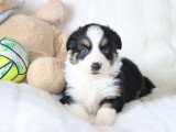 Chiots Berger Américain Miniature LOF à vendre