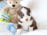 Chiots Berger Américain Miniature LOF à vendre