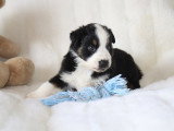 Chiots Berger Américain Miniature LOF à vendre