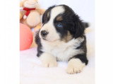Chiots Berger Américain Miniature LOF à vendre
