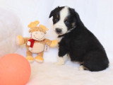 Chiots Berger Américain Miniature LOF à vendre