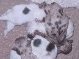 6 chiots Chihuahua poils longs à réserver non LOF
