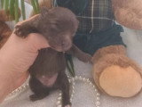 4 chiots Chihuahua poil long de mai 2026 à réserver non LOF