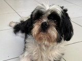 Mâle Shih Tzu noir et blanc de 4 ans disponible pour saillie