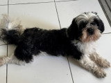 Mâle Shih Tzu noir et blanc de 4 ans disponible pour saillie
