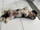Mâle Shih Tzu noir et blanc de 4 ans disponible pour saillie