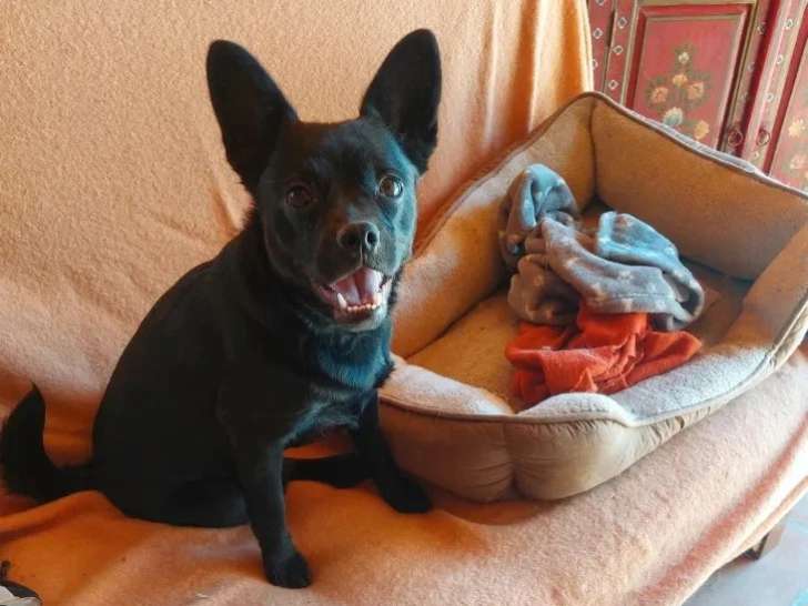 À adopter : chienne au pelage noir d'un an